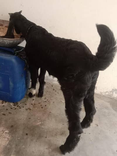 black beauty Bakra qurbani 2027
