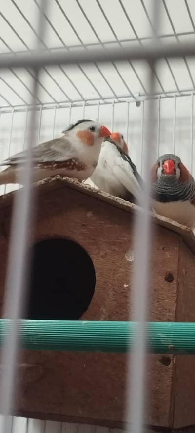 Finches for sale