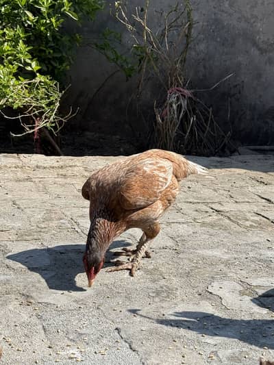 Aseel 2 males 3 females for sale 1 female karook