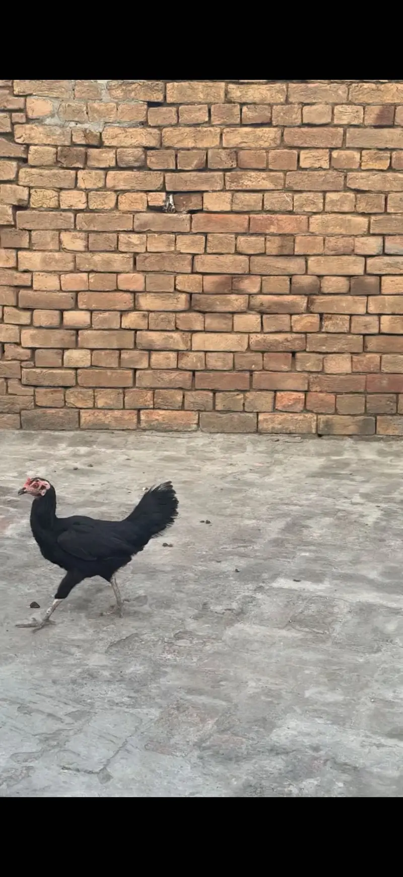 Aseel 2 males 3 females for sale 1 female karook — photo 4