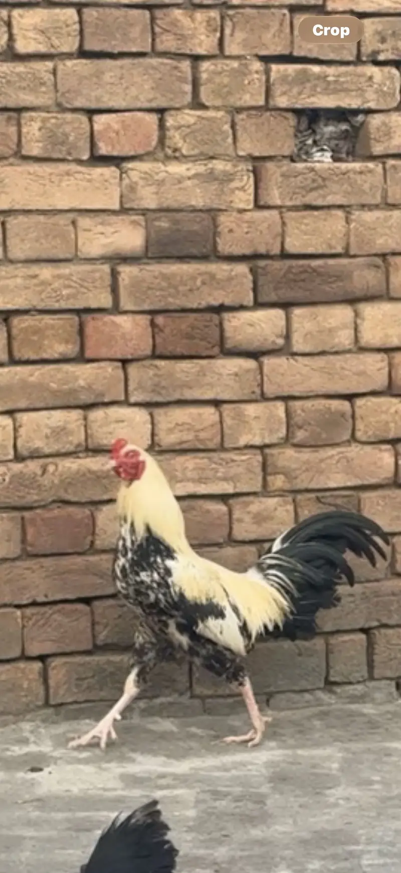 Aseel 2 males 3 females for sale 1 female karook — photo 5