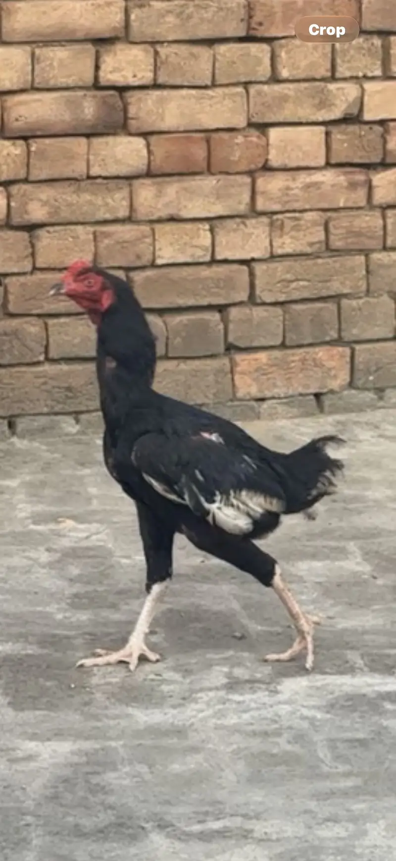 Aseel 2 males 3 females for sale 1 female karook — photo 6