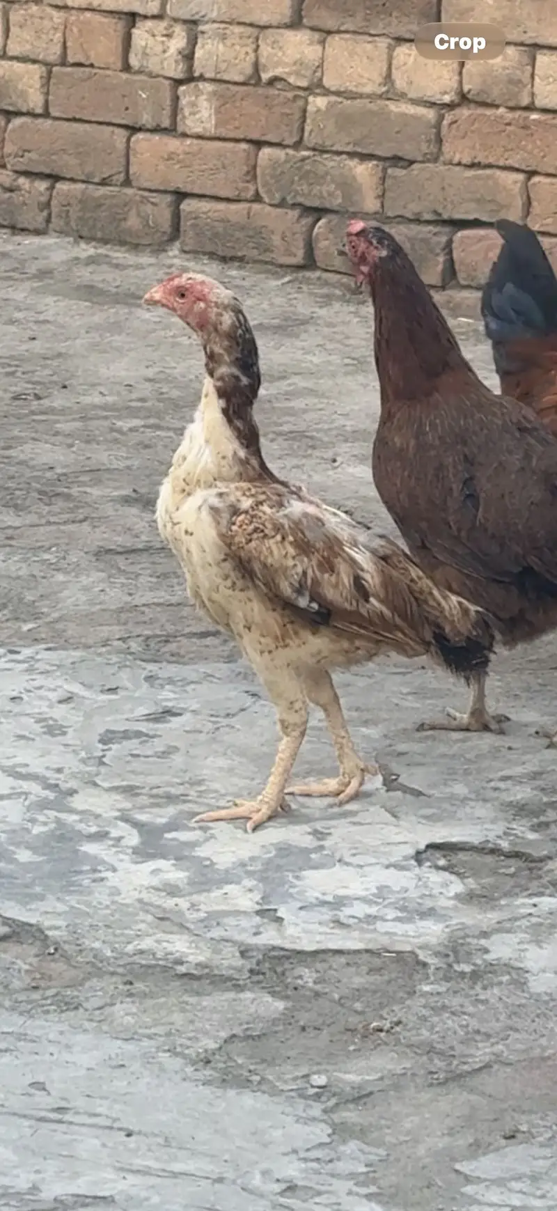 Aseel 2 males 3 females for sale 1 female karook — photo 7