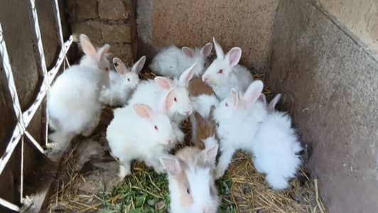 Angora red eyes breed pair