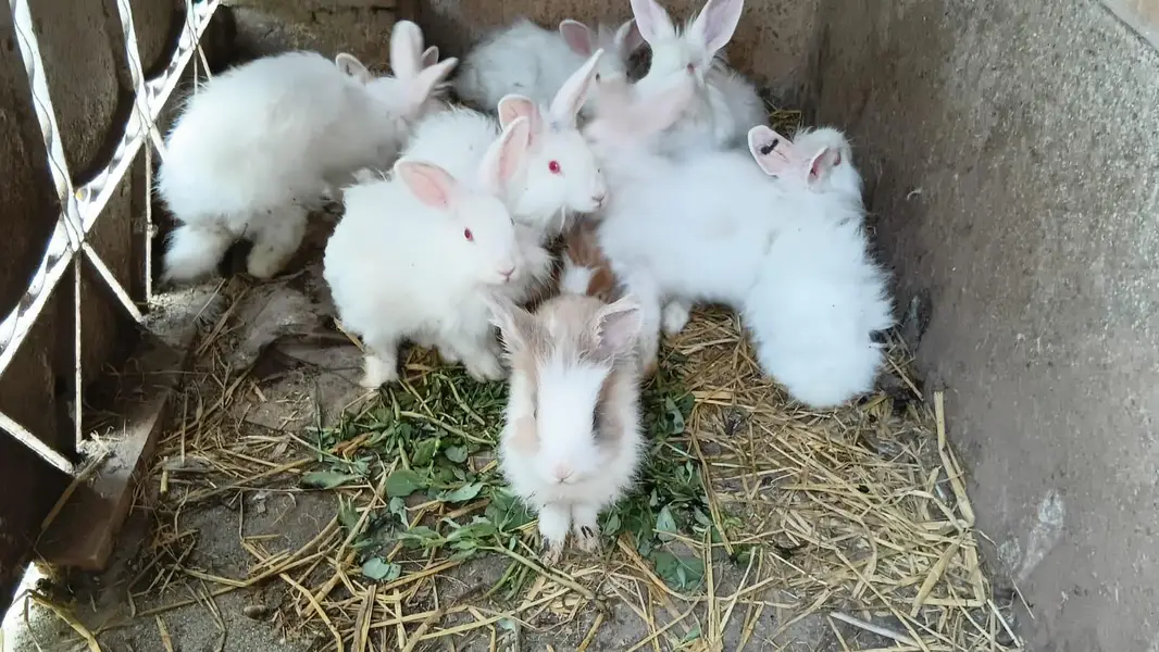 Angora red eyes breed pair — photo 2