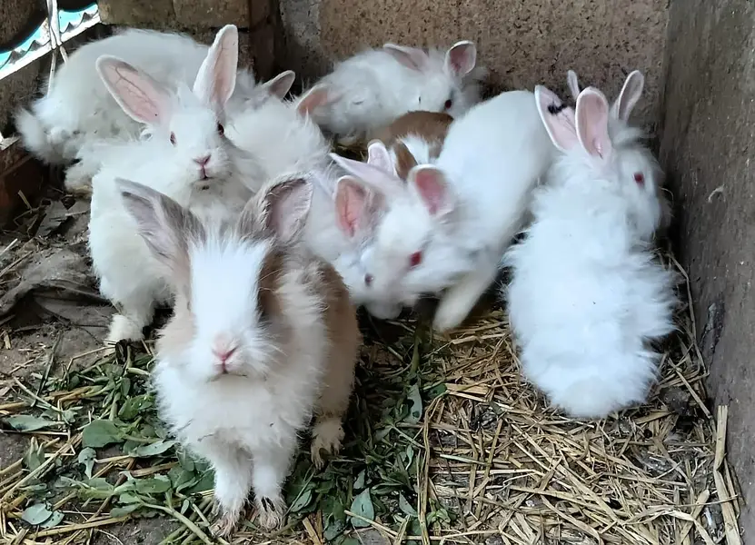 Angora red eyes breed pair — photo 3