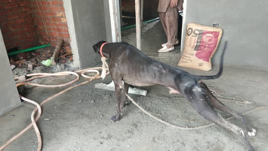 Chippiparai dog for sale
