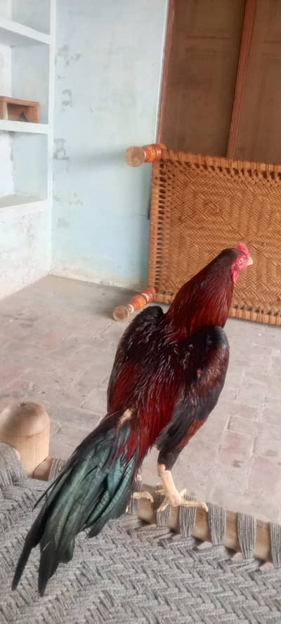 dasi hai