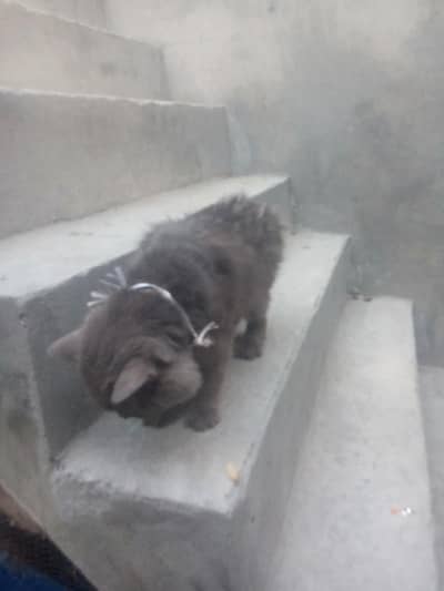 cat urgent sale