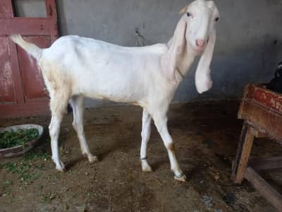 rajapuri Bakri for sale 03251126163