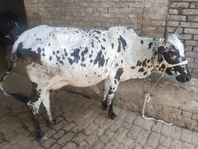 cow pure cholistani