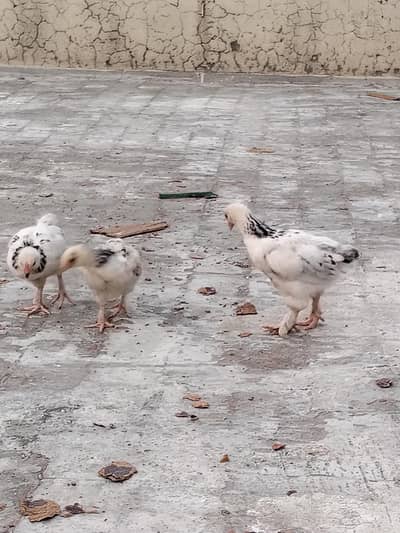 light Sussex chicks for sale in lahore