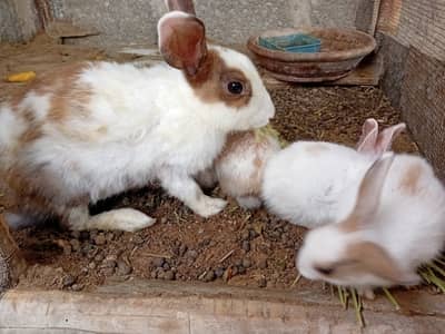 Rabbit with baby