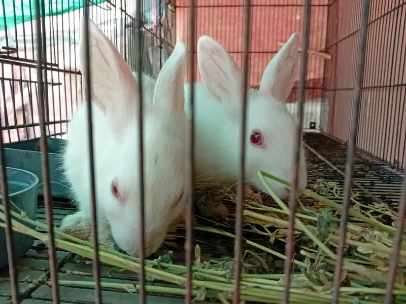 Rabbit red eye