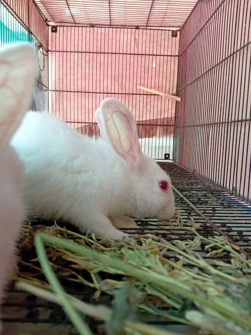 Rabbit red eye 1