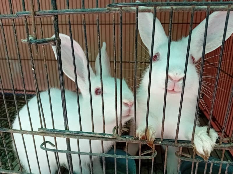 Rabbit red eye 2