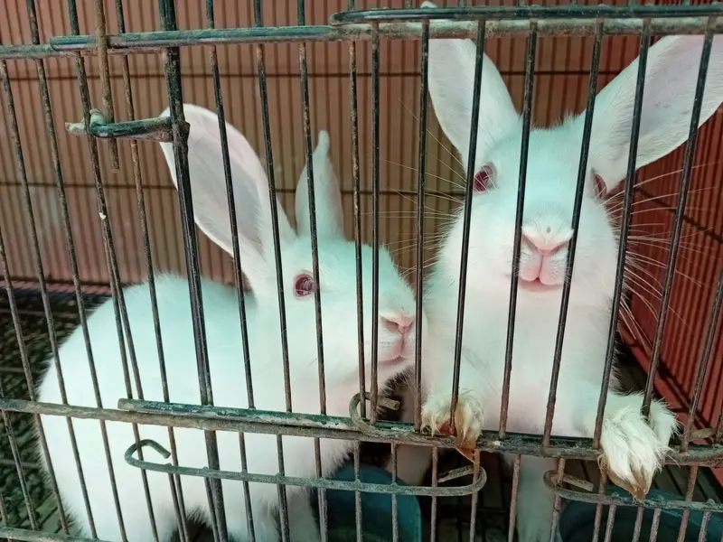 Rabbit red eye — photo 3