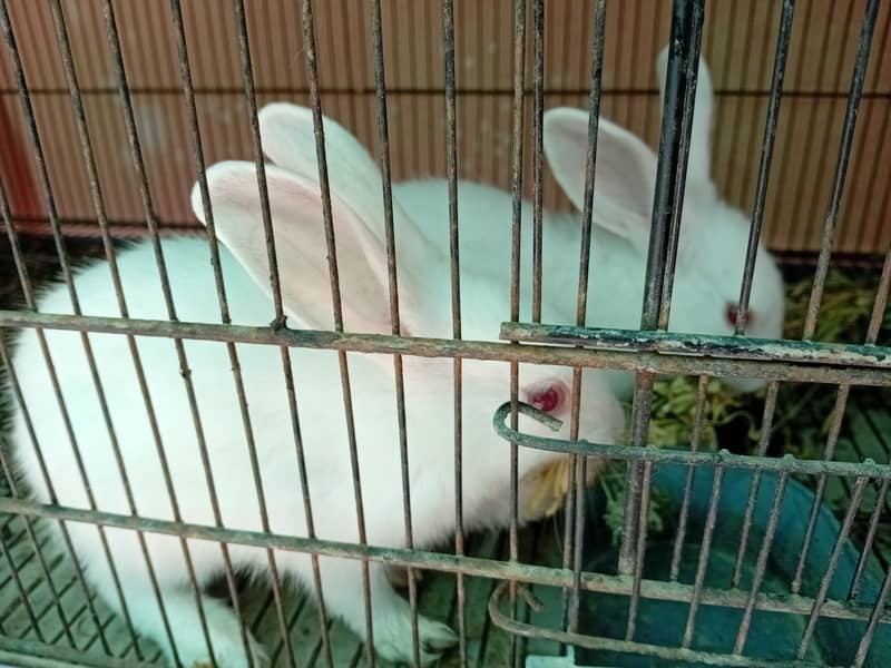Rabbit red eye 3