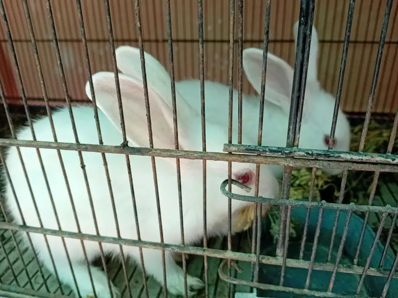 Rabbit red eye — photo 4