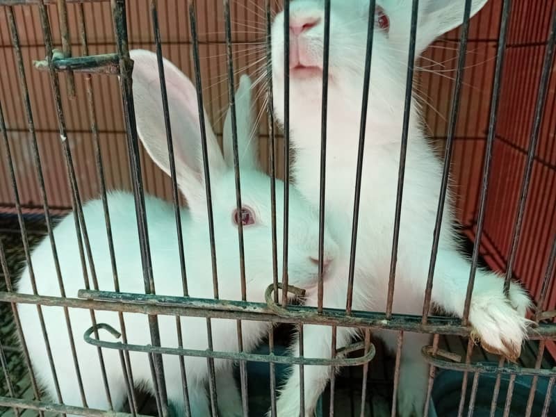 Rabbit red eye 4