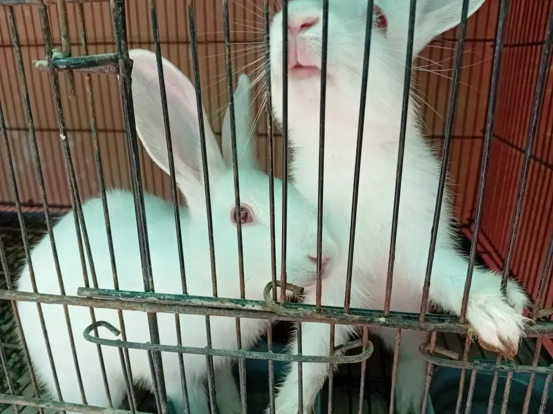 Rabbit red eye — photo 5