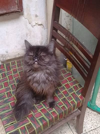 piki face female cat triple cot