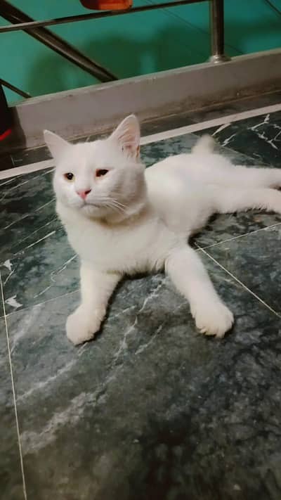 male cat