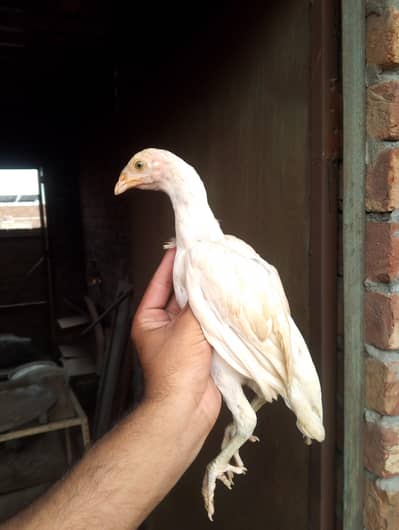 age 3 month white 2500 ka pic black 2000 ka pic or choty chuzy 500pic