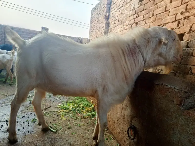Goat | Bkra | Tedy Bkra | Gulabi Teda Bkra | White Goat |  بکرا — photo 3