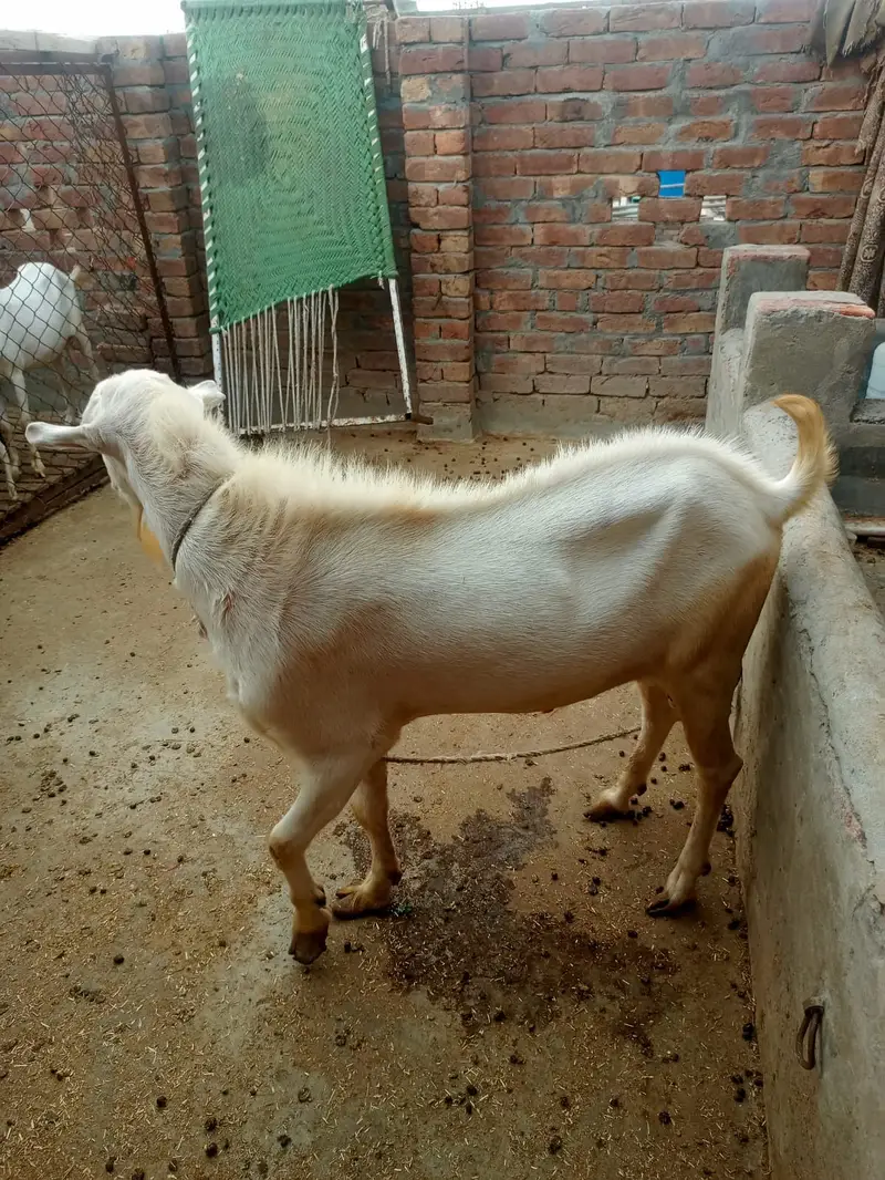 Goat | Bkra | Tedy Bkra | Gulabi Teda Bkra | White Goat |  بکرا — photo 2