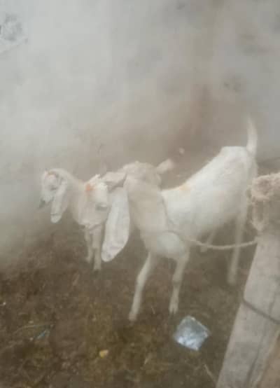 Goat with Female kid  |  Bakri