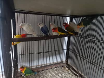 Different Lovebirds and Cage