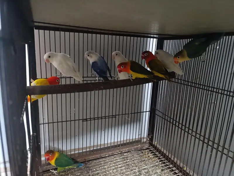 Different Lovebirds and Cage
