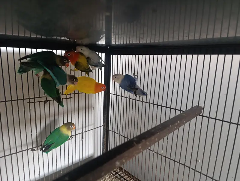Different Lovebirds and Cage — photo 2