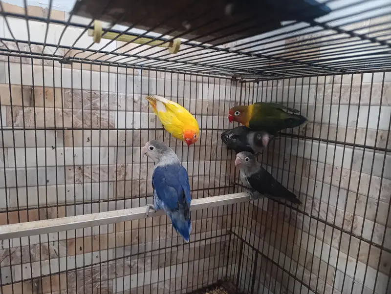 Different Lovebirds and Cage — photo 3