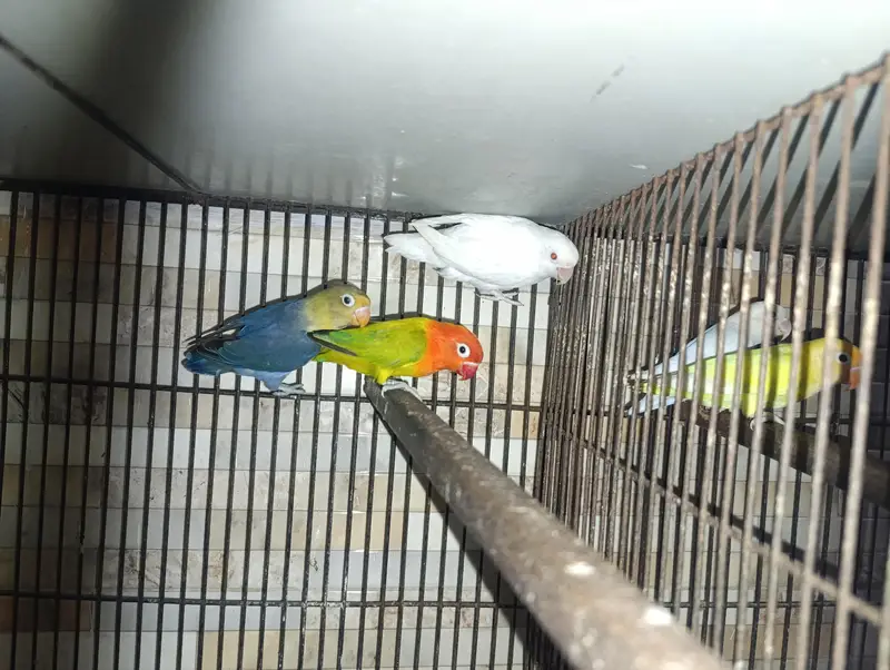 Different Lovebirds and Cage — photo 4
