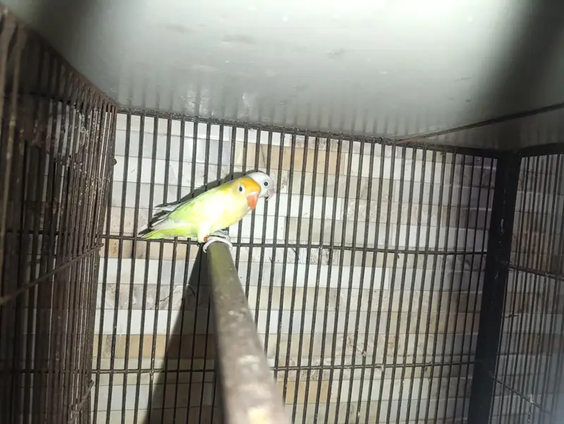 Different Lovebirds and Cage — photo 5