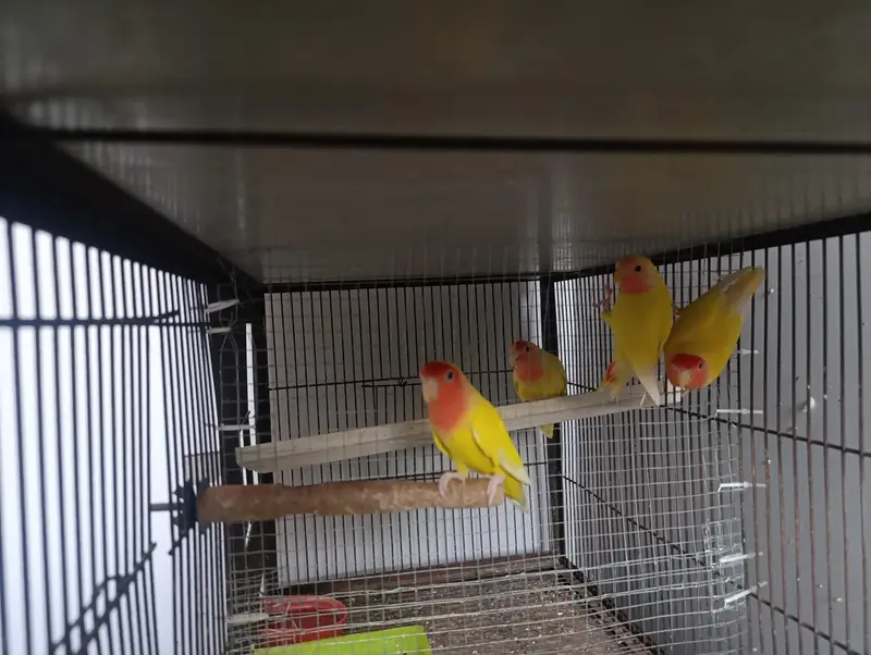 Different Lovebirds and Cage — photo 6
