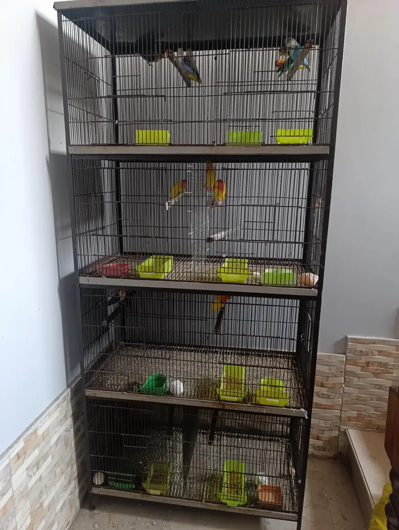 Different Lovebirds and Cage — photo 7