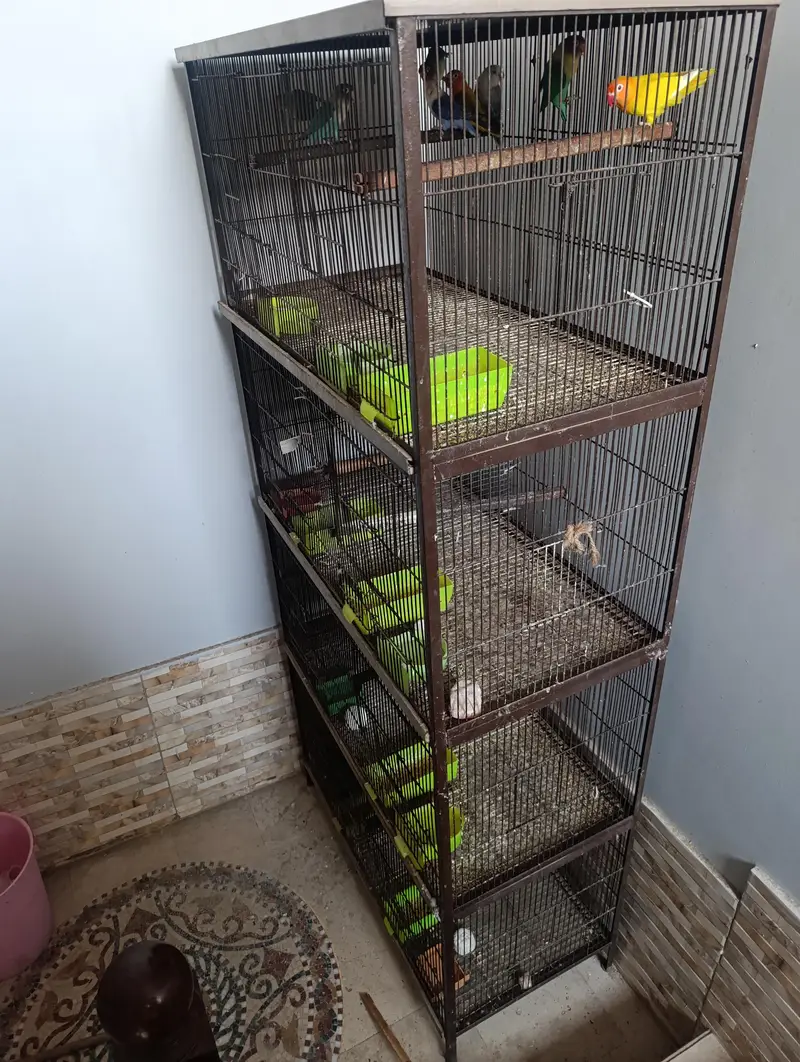 Different Lovebirds and Cage — photo 8