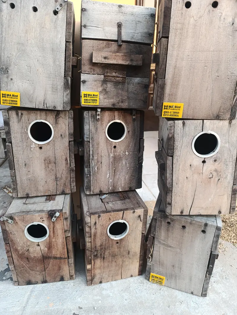 Different Lovebirds and Cage — photo 9