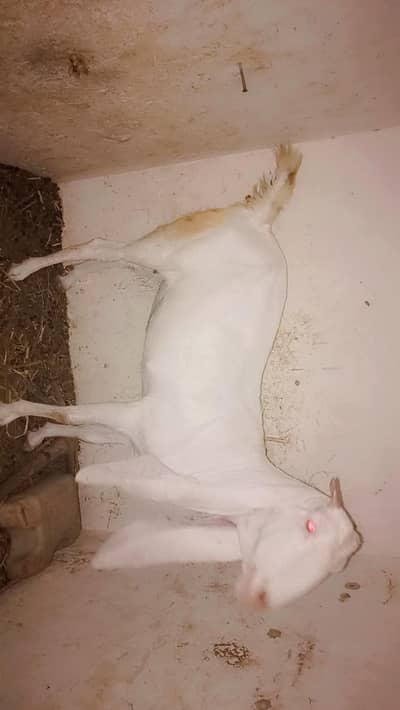 pure Gulabi bakri 4dant urgent sell