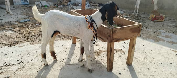 Bakra Age 4 Month