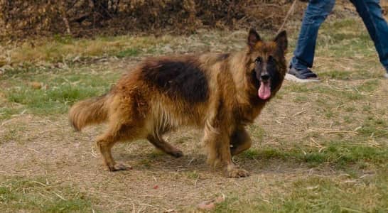 German shepherd female
