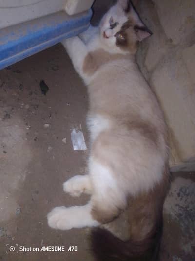 ragdoll