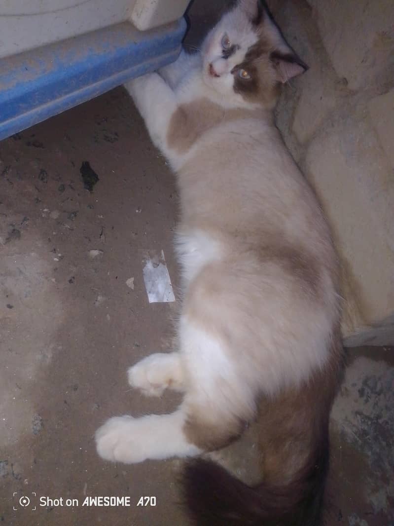 ragdoll 0