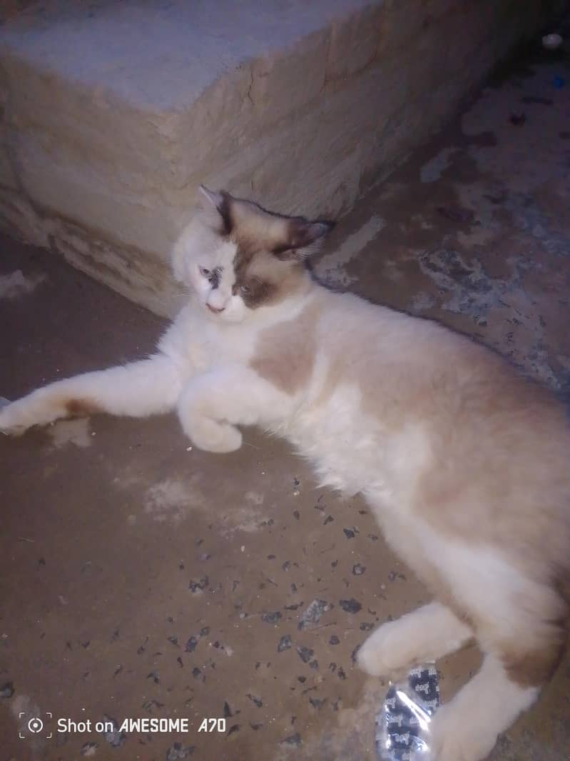 ragdoll 1