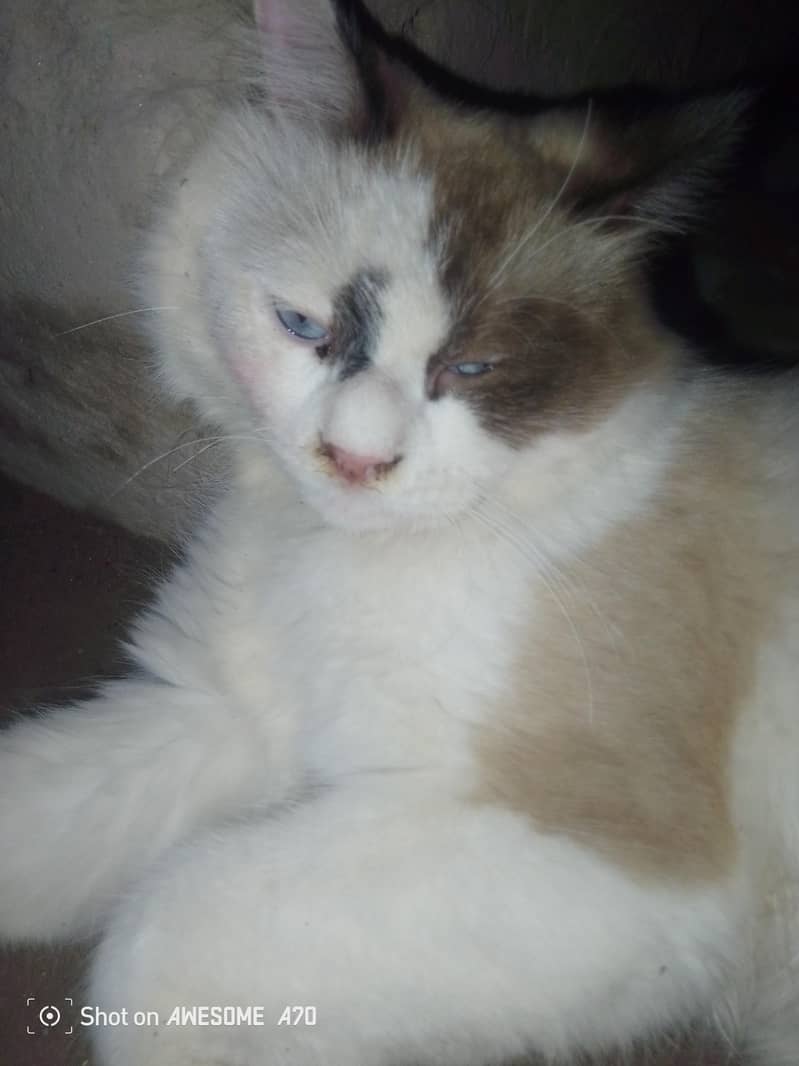ragdoll 2
