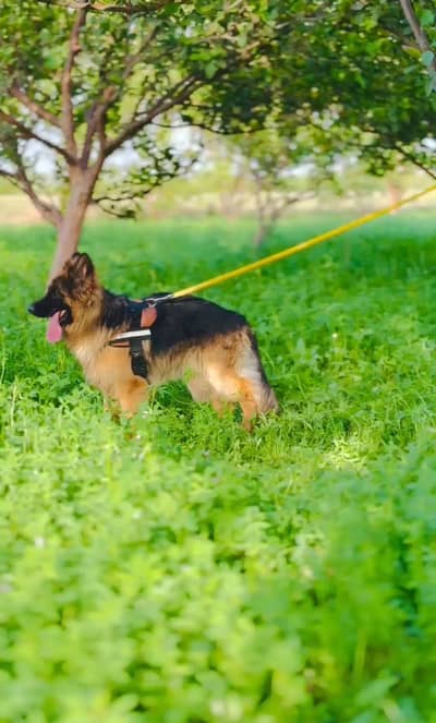 German shepherd