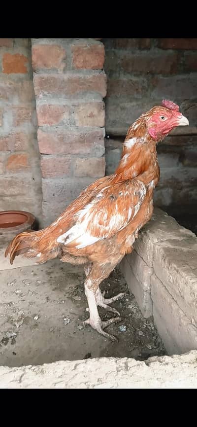 High quality pilla patha for sale